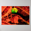 Recherche de moustique posters Nature