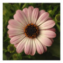 Recherche de osteospermum posters Macro
