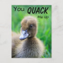 Zoek naar baby eend briefkaarten Lente