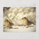 Zoek naar vink briefkaarten Dieren