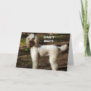 Recherche de caniches standard vœux cartes Photographie