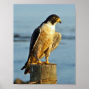 Recherche de pérégrination posters Oiseau