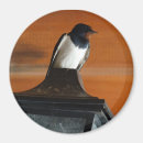 Zoek naar slik magneten Vogel