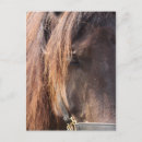 Recherche de cheval de baie cartes postales Chevaux