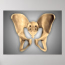 Recherche de pelvien posters Illustration