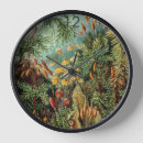 Recherche de mousse horloges Botanique
