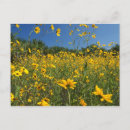 Recherche de marécage cartes postales Floride