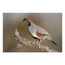Recherche de cailles posters Faune