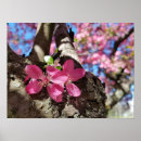 Zoek naar appelboom posters Lente