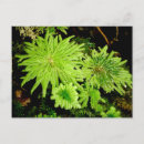 Recherche de mousses cartes postales Moisissure