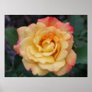Recherche de beautiful pink rose posters Pour tous