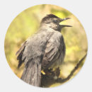 Recherche de oiseau chanteur autocollants Jaune