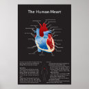 Zoek naar menselijk hart kunst Aorta