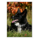 Recherche de fixation cartes postales Chien