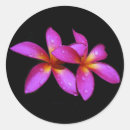 Recherche de frangipani autocollants Plumeria