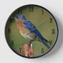 Zoek naar staart klokken Vogel