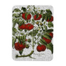 Recherche de légumes magnets Tomate