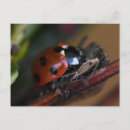 Zoek naar ladybird briefkaarten Insect