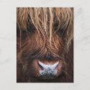 Recherche de scottish highland cartes postales Écossaise