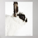 Recherche de pelucheux art Animal