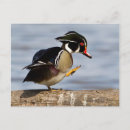 Zoek naar avifauna posters Aix sponsa