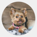 Recherche de yorkies autocollants Animal