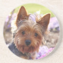 Recherche de yorkshire dessous de verres Chien