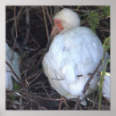 Recherche de ibis posters Oiseaux
