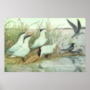 Zoek naar waadvogel posters Vogels
