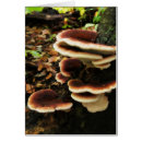 Recherche de lichen cartes postales Champignons