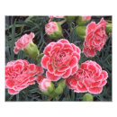 Zoek naar dianthus posters Roze