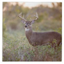 Zoek naar staarten tegels Wild