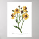 Recherche de helenium Floral