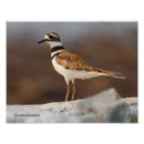Zoek naar plevier posters Natuur