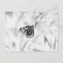 Recherche de papillon noir et blanc cartes postales Fleur