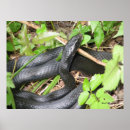 Recherche de expose au soleil Animal