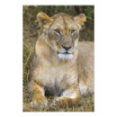 Recherche de lion femelle posters Faune
