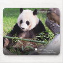 Recherche de un panda géant tapis souris Photographie
