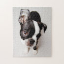 Zoek naar boston terrier puzzels Volledige lengte