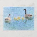 Recherche de canada goose posters Animaux