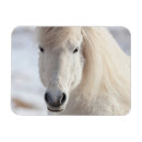 Recherche de islandais magnets Neige