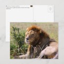 Zoek naar leeuwen briefkaarten Dieren in het wild