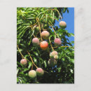 Recherche de mangue cartes postales Fruits