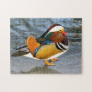Recherche de canards de mandarine Coloré