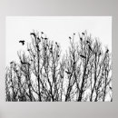 Zoek naar zwarte vogels posters Kraai