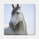 Recherche de portrait de cheval magnets Blanc