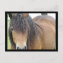 Recherche de beau cheval cartes postales Équin