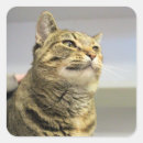 Recherche de chat tigré gris autocollants Mignon