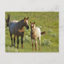 Recherche de poulain jument cartes postales Ferme