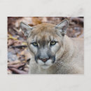 Recherche de cougar cartes postales Faune